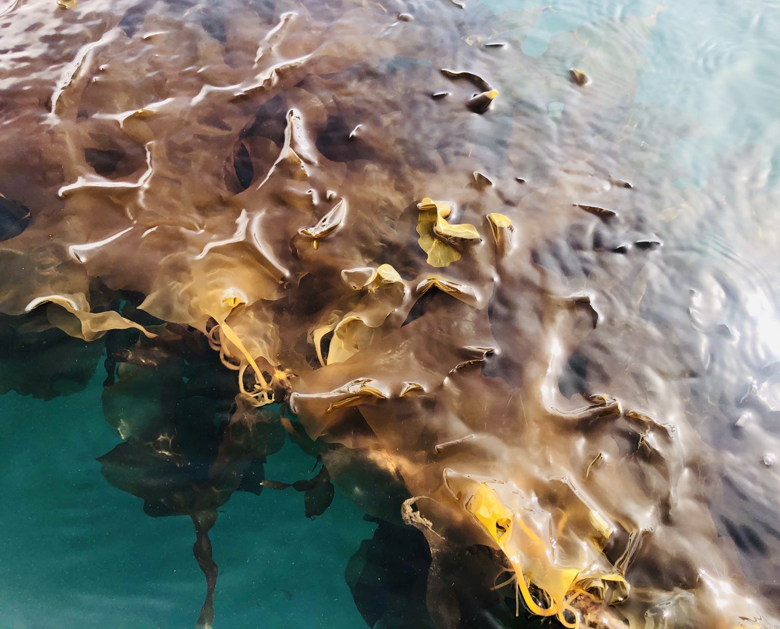 Sugar Kelp Noble Ocean Farms