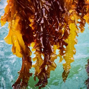 Preorder Fresh Sugar Kelp